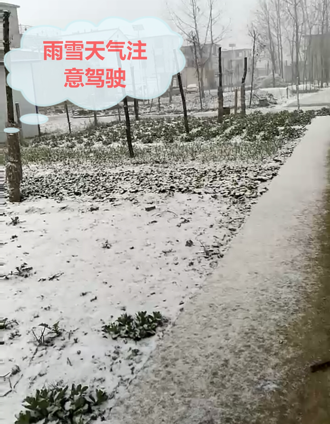 雪_看圖王.jpg 雪_看圖王.jpg