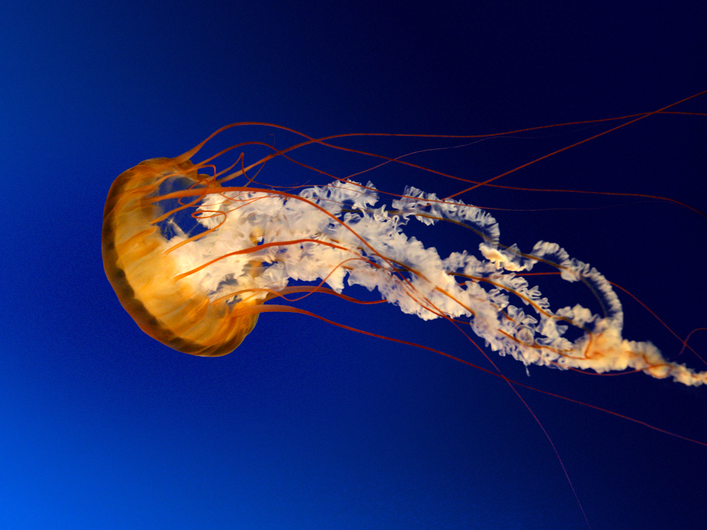 Jellyfish.jpg Jellyfish.jpg